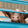 Cow looking out from transport pen