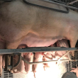 Pig and piglets
