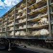 Turkeys lie in cages on a transport truck