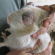 A person holds a white chinchilla with a bruised eye that is swollen shut