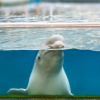 A beluga whale looks out from an aquarium tank