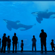 Captive orcas in China aquarium