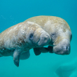 Two manatees nuzzle each other as they swim in blue-green water.