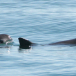 Two vaquita swimming in blue water