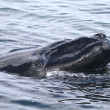 A North Atlantic right whale in the ocean