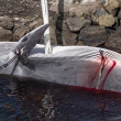 Two inaccurately fired harpoons in a pregnant fin whale