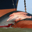 A deceased whale struck by a ship.