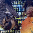 two rescued bats at a sanctuary