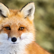 A closeup of a red fox staring directly into the camera.