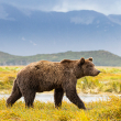Grizzly bear walking with mountains in the background