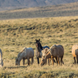 Wild horses