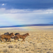 A herd of wild horses runs across open land under blue sky.
