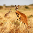 Two kangaroos stand in grassland looking at the camera