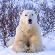 A polar bear (Ursus maritimus) in the Churchill willows along the Hudson Bay, waiting to hunt for seals.