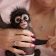 Woman holding a young spider monkey