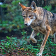 Red wolf