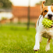 A dog runs joyfully with a ball in their mouth.
