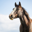 bay horse with white stripe with blue sky in background