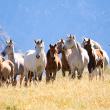 wild horses - photo by Aleksander Hunta