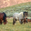 Wild horses graze in a field at sunset.