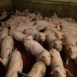 many pigs packed together at slaughterhouse