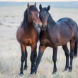 Two wild horses nuzzle each other
