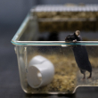 mouse in laboratory - photo by Jo-Anne McArthur/Te Protejo/We Animals Media