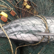 Dolphin caught in fishing nets as a result of bycatch.