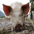 Photo of Pig on Farm