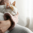A white and orange cat sleeps in a woman's arms