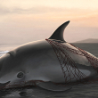 Illustration of a vaquita in net by Frédérique Lucas