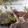 Canada lynx standing on rock by stream