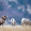 A group of bighorn sheep in Montana.