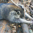 Raccoon with hands caught in trap. Photo courtesy of AWI.
