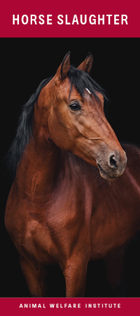 Horse Slaughter Brochure Cover