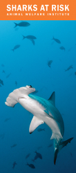Sharks at Risk Brochure Cover Sharks at Risk Brochure Cover