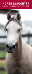 Horse Slaughter Brochure Cover Horse Slaughter Brochure Cover