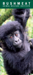 Bushmeat Brochure Cover Bushmeat Brochure Cover