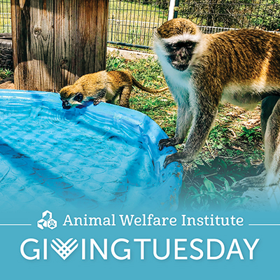 Help Former Lab Animals This Giving Tuesday