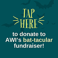 Donate toAWI's Bat Week Bat-tacular Fundraiser