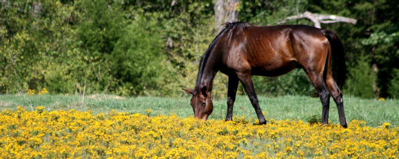 Horse Transportation Safety Act of 2013 - Photo by Lindsey Turner