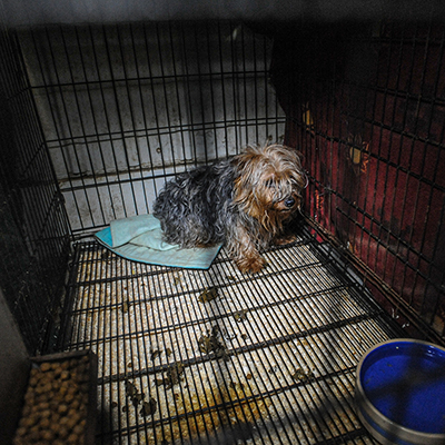 Ask your US representative to cosponsor the Animal Welfare Enforcement Improvement Act