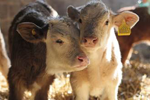 farm animals