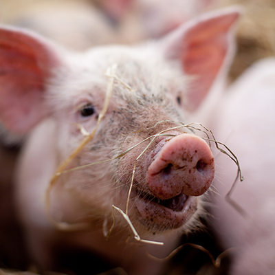 Urge Congress to Curb Large Factory Farms in the Farm Bill!