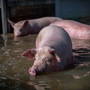 Tell Congress to Protect Farm Animals from Extreme Weather!