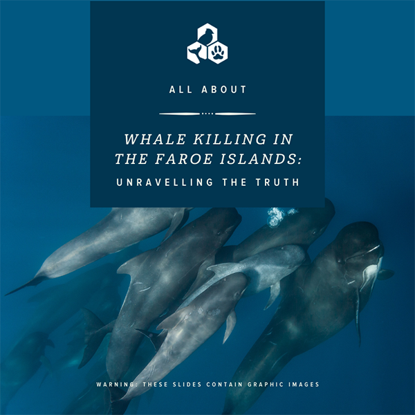 Unravelling the truth: Whale
killing in the Faroe Islands