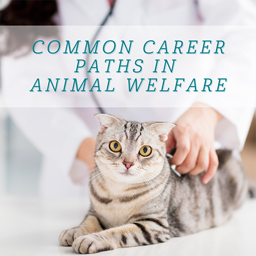 How Can I Work To Help Animals?