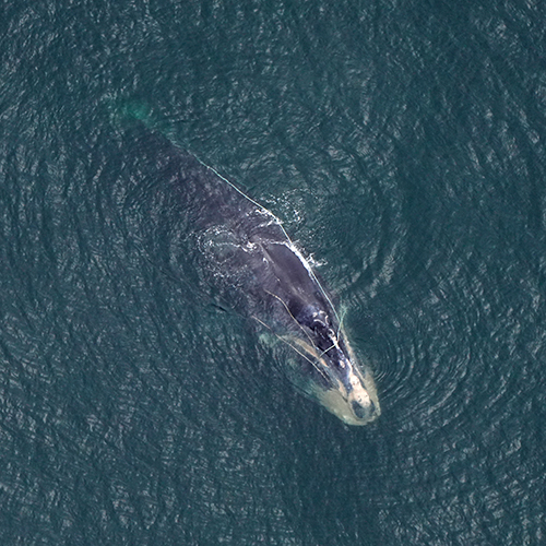 Urge Congress to Protect North Atlantic Right Whales