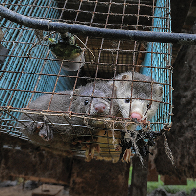 Take Action to End Mink Fur Farming