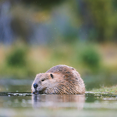 Coexisting With Beavers